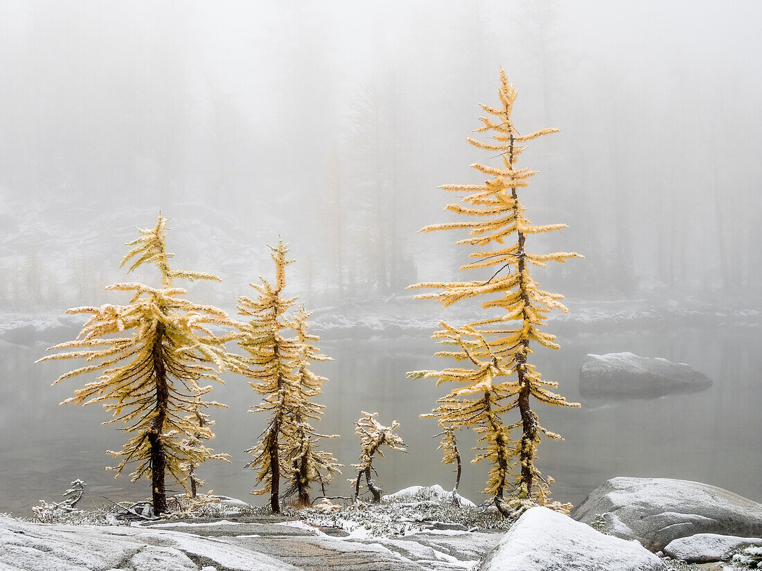 Bundesstaat Washington, Alpine Lakes Wilderness. Enchantment Lakes, Lärchenbäume und Schnee