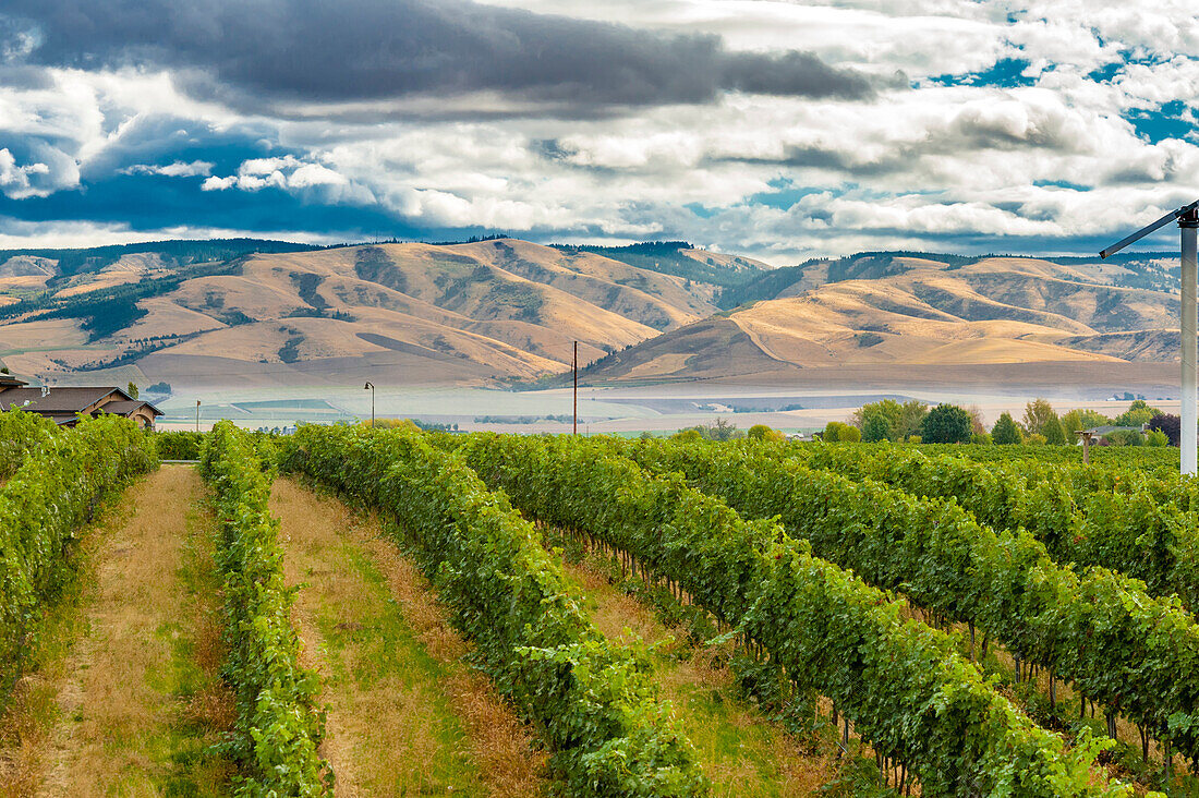 USA, Bundesstaat Washington, Walla Walla. Pepper Bridge Vineyard mit den Blue Mountains im Hintergrund.