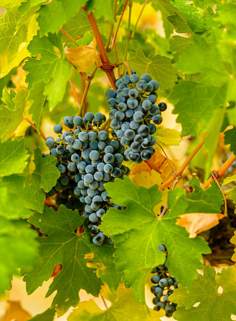 USA, Washington State, Red Mountain. Clusters of Syrah grapes in Yakima Valley vineyard.