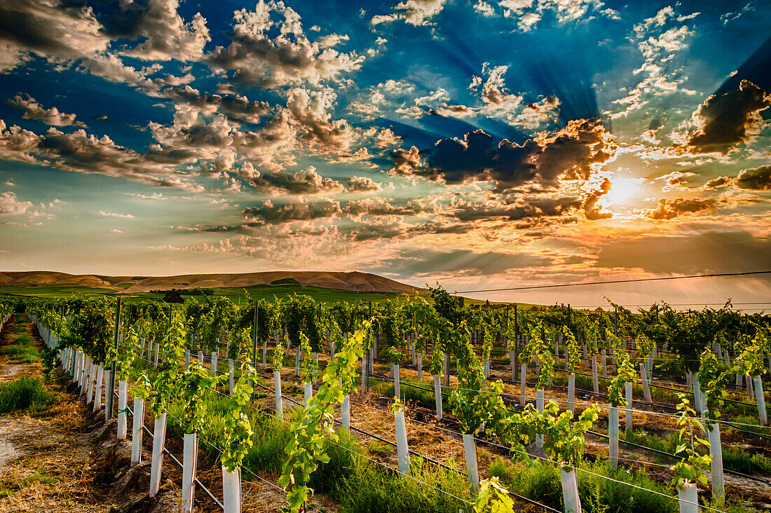 USA, Bundesstaat Washington, Yakima Valley. Sonnenaufgang in einem Weinberg in Red Mountain.