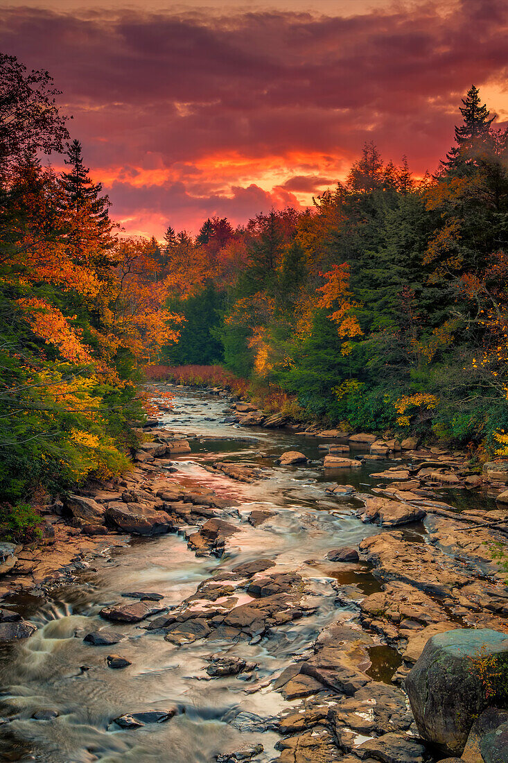 USA, West Virginia, Blackwater Falls State Park. Wald und Bach im Herbst.