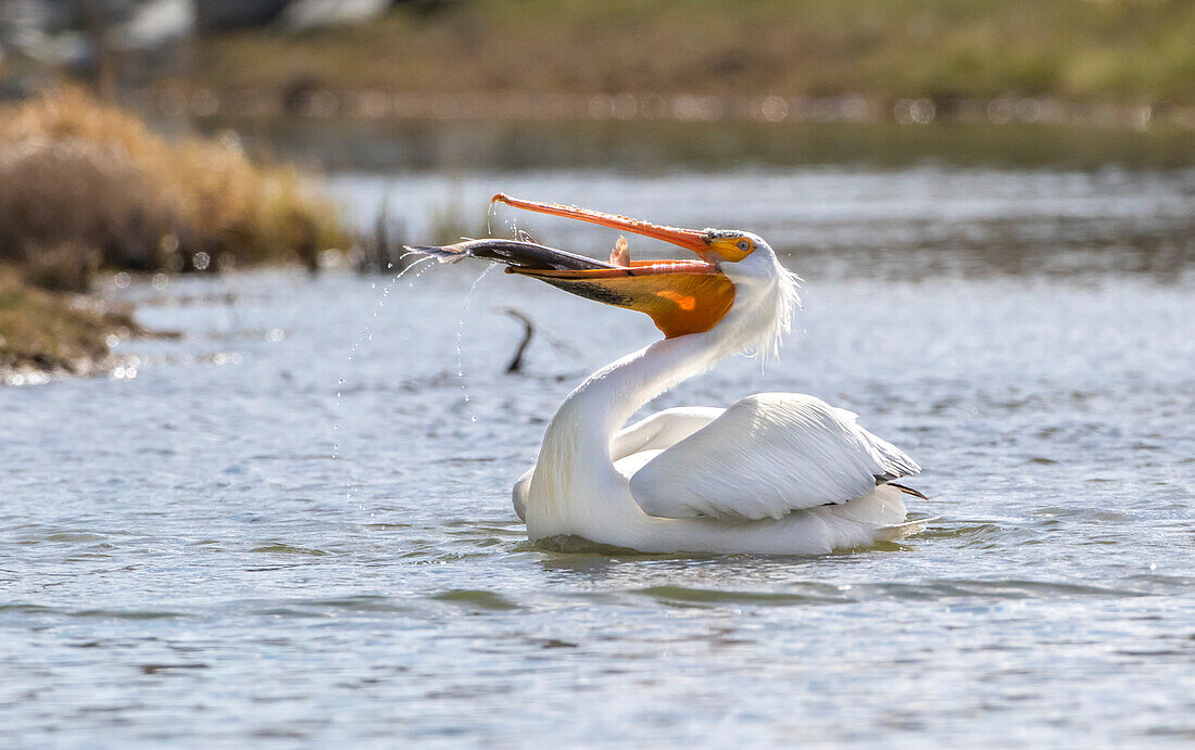 USA, Wyoming, Lincoln County, an American White Pelican catches a large trout in the Green River.