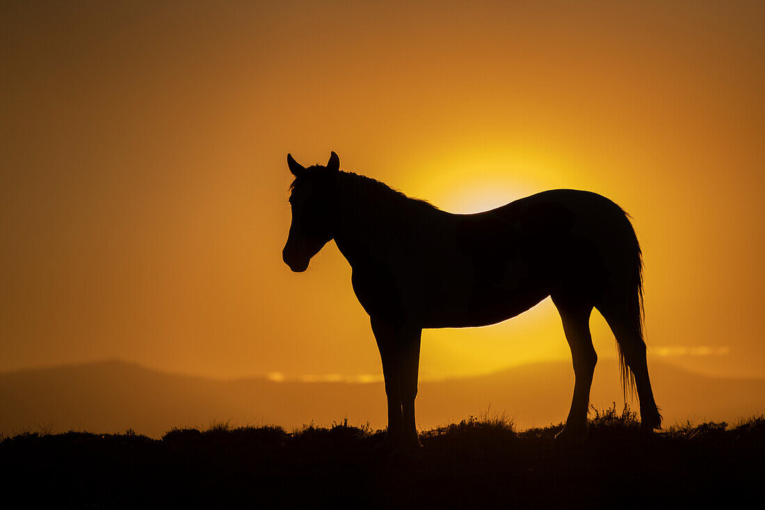 USA, Wyoming. Wildpferd als Silhouette bei Sonnenuntergang.