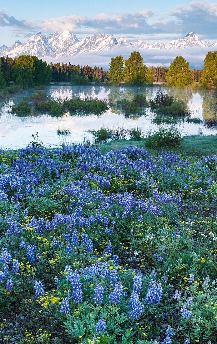 USA, Wyoming, Grand Teton National Park, Tetons, Blumen im Vordergrund