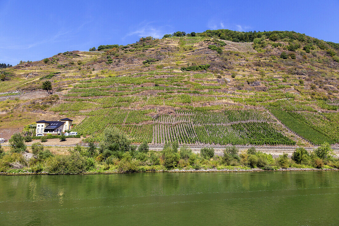 'BREVA–Wein & Weg' im Moseltal, Weinberge bei Bruttig-Fankel, Ernst und Valwig, Rheinland-Pfalz, Deutschland