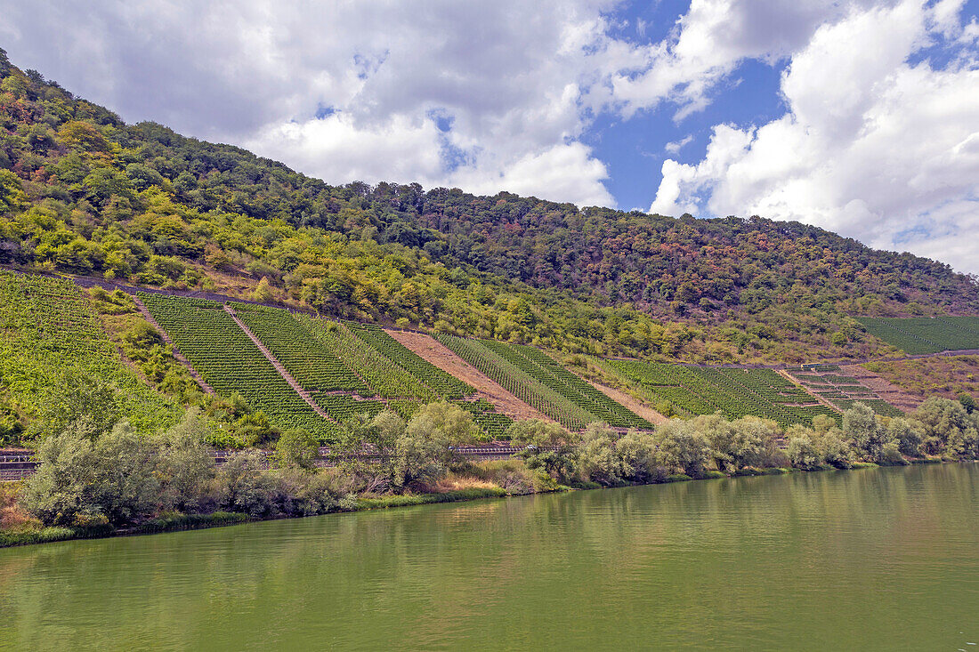 Vineyards on the Moselle between Cochem and Beilstein