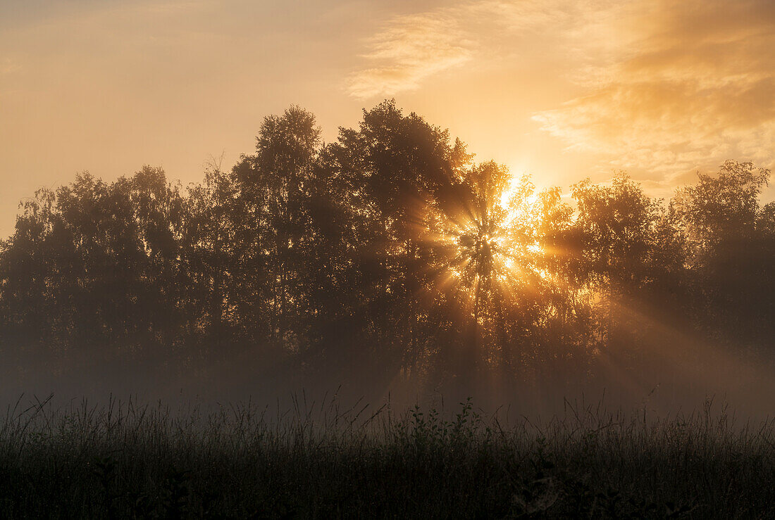 Morgennebel im Weilheimer Moos, Weilheim, Oberbayern, Bayern, Deutschland