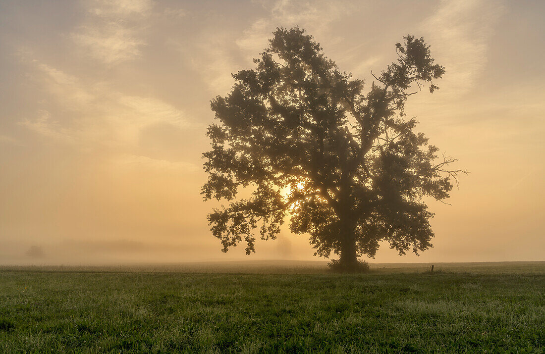 Picturesque foggy morning near Sindelsdorf, Bavaria, Germany