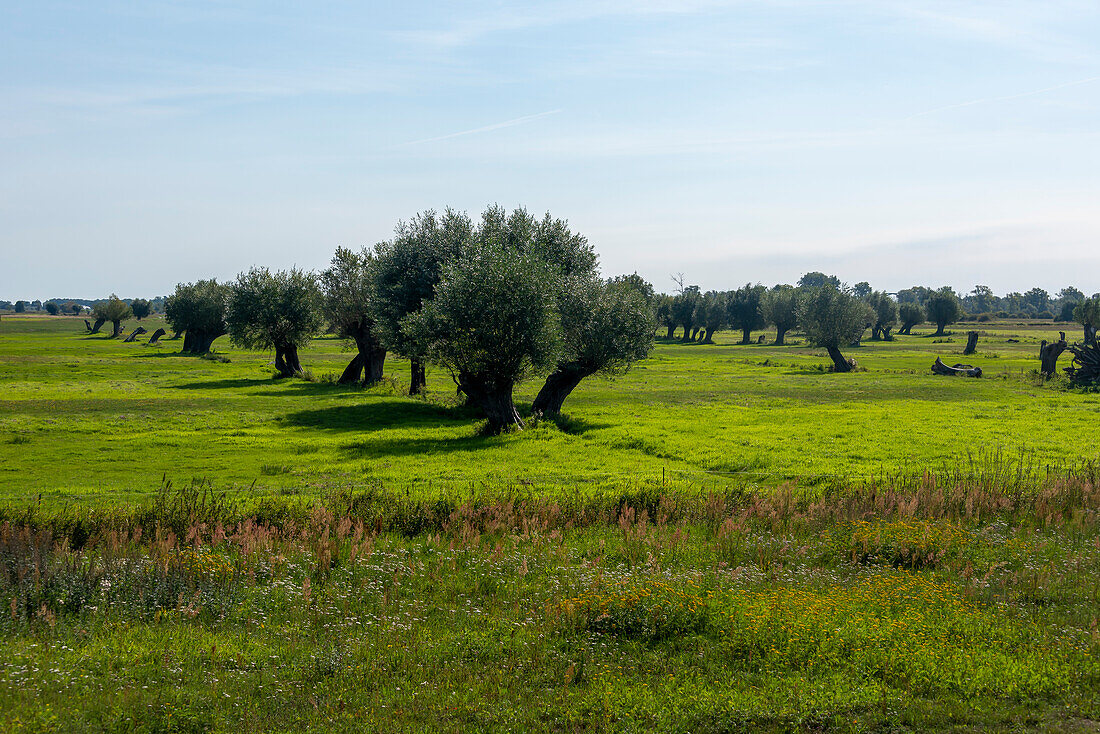 Silver willows, Havel lowlands, Kuhlhausen, Saxony-Anhalt, Germany