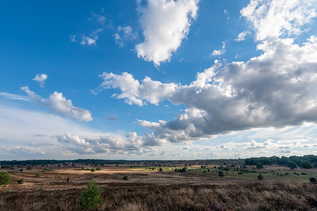 Wolken ziehen über die Lüneburger Heide hinweg, Bispingen, Niedersachsen, Deutschland
