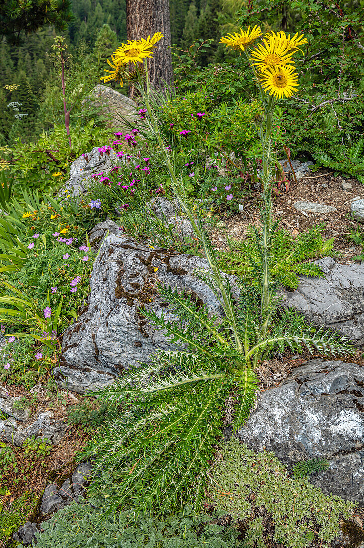 Close-up of the flowers of the Prickly Mountain Thistle (Berkheya multijuga) at the Alpinum Schatzalp, Davos, Switzerland