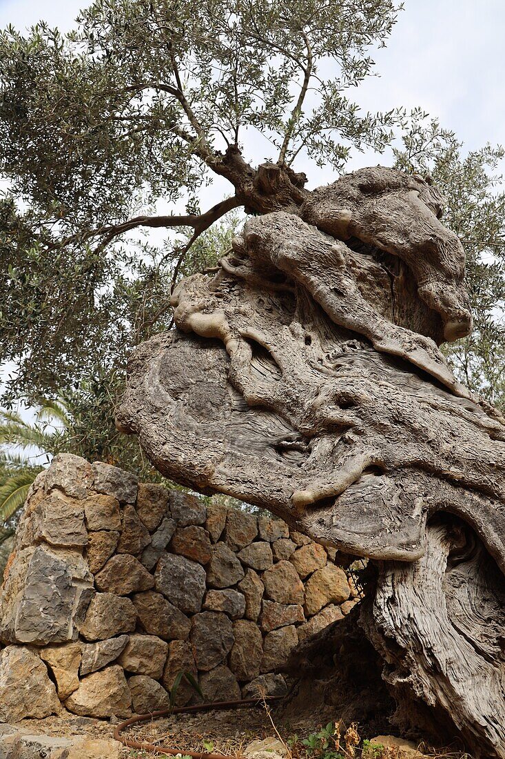 Alter Olivenbaum in Deia, Serra de Tramuntana, Mallorca, Balearen, Spanien