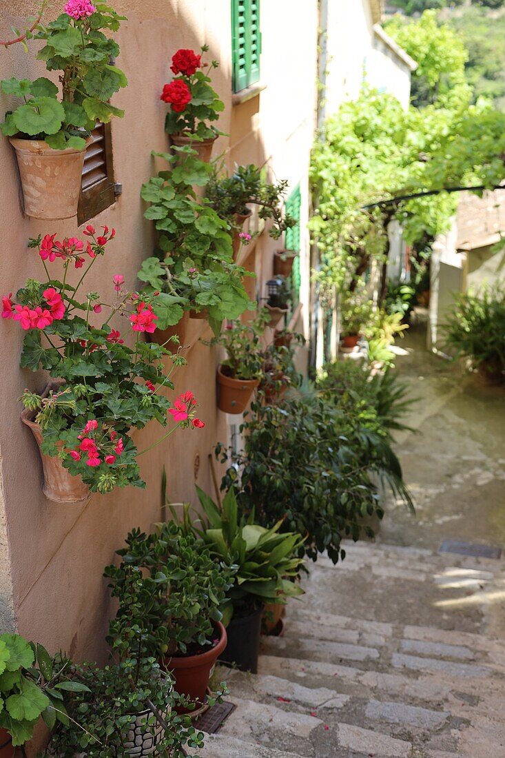 Typical wall pot garden in Valldemossa, Mallorca, Spain