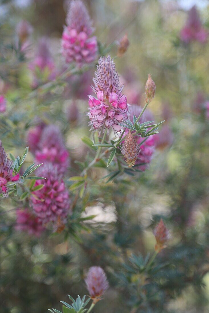 Cretan Ebony Callistemon bush (Ebenus cretica) in Giardino Botanico Soller, Mallorca, Spain