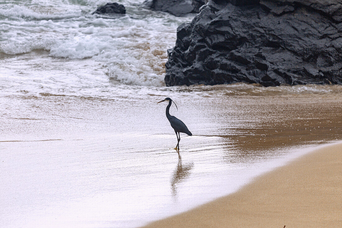 Küstenreiher, Egretta gularis, am Strand Praia Banana auf der Insel Principé in Westafrika, Sao Tomé e Príncipe