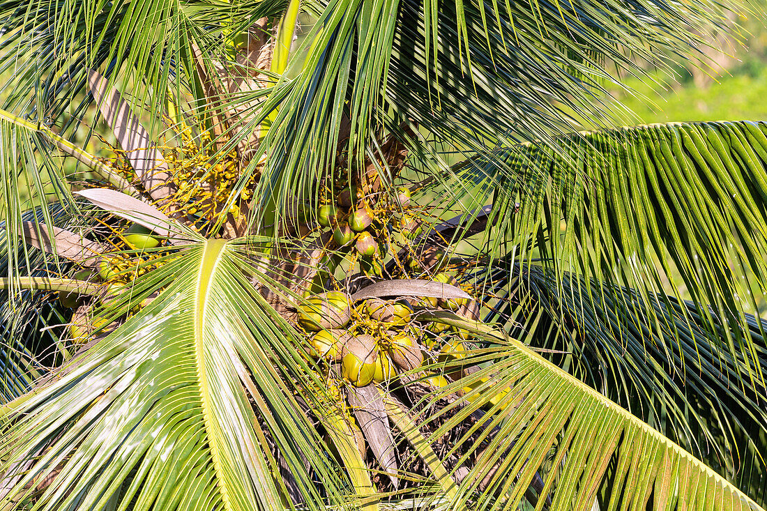 Kokospalme, Cocos nucifera, mit reifen Kokosnüssen auf der Insel Príncipe in Westafrika, Sao Tomé e Príncipe