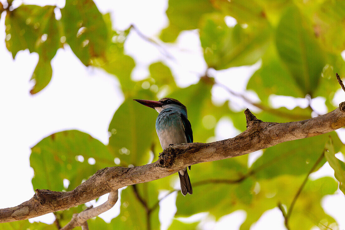Common reads, blue-breasted kingfisher, on the island of Principé in West Africa