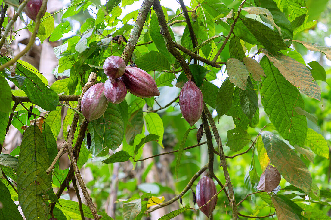 Kakaobaum, Theobroma cacao, mit Früchten auf der Insel Príncipe in Westafrika, Sao Tomé e Príncipe