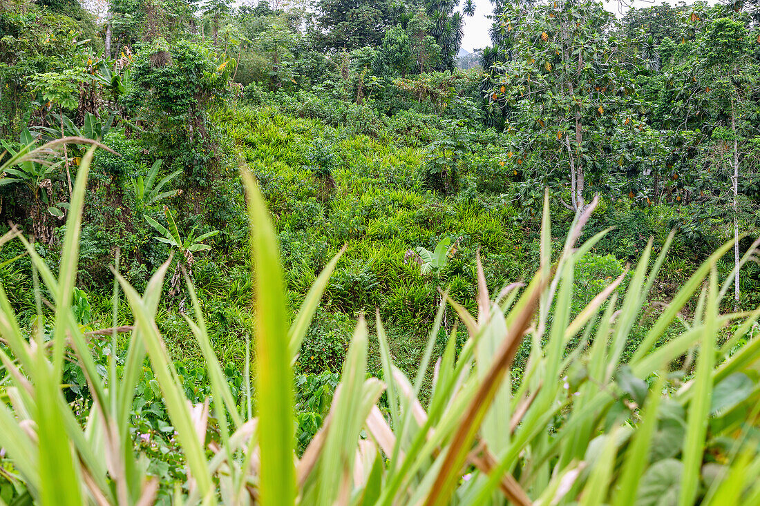 Napiergras, Pennisetum purpureum, auf der Insel Príncipe in Westafrika, Sao Tomé e Príncipe