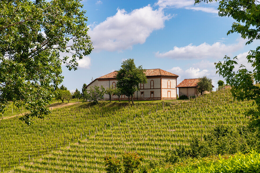Bauernhaus, umgeben von Weinbergen, Neive, Langhe, Piemont, Italien.