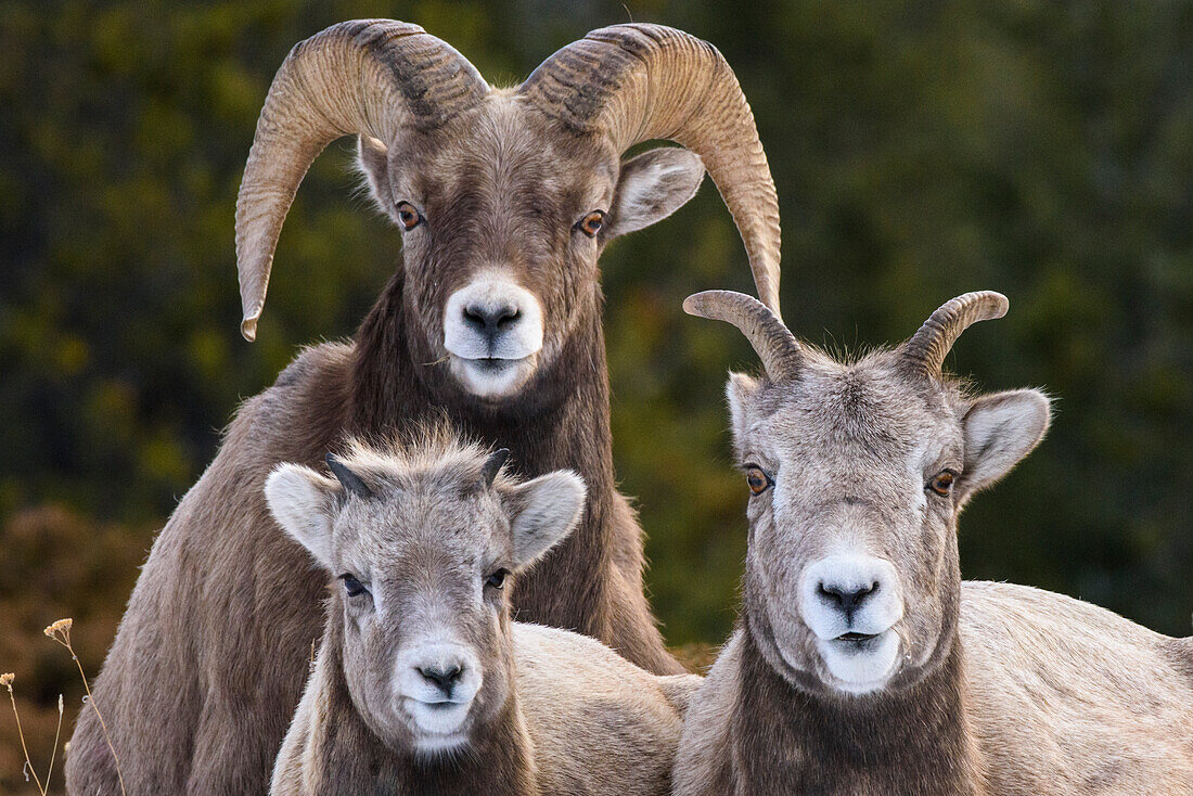 Canada, Alberta, Jasper. Bighorn sheep ram with juveniles.