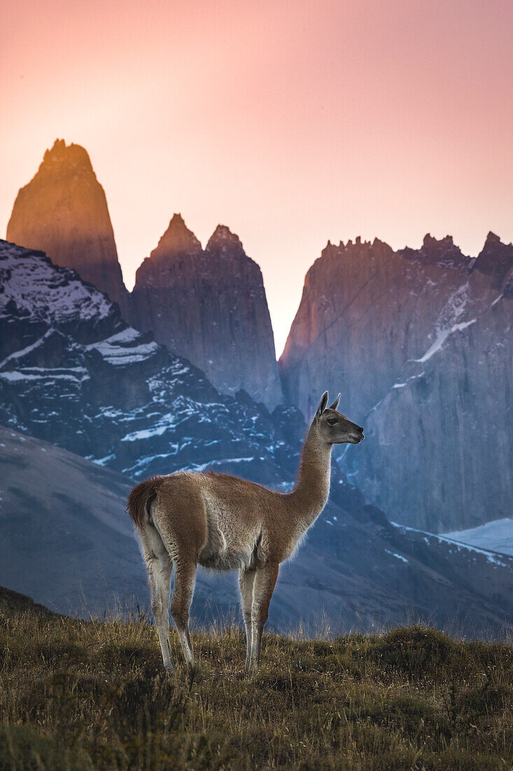 Chile, Torres del Paine National Park. Guanaco in front of the towers at sunset.