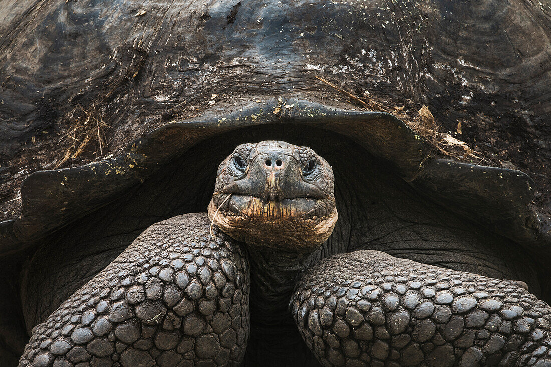 Ecuador, Galapagos-Inseln, Hochland von Santa Cruz. Galapagos-Riesenschildkrötenporträt.