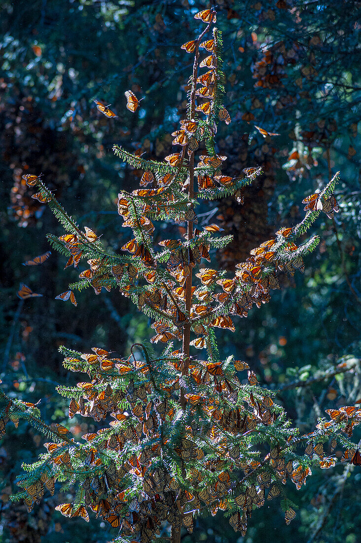 A monarch butterfly Christmas Tree, El Rosario Reserve, Mexico.