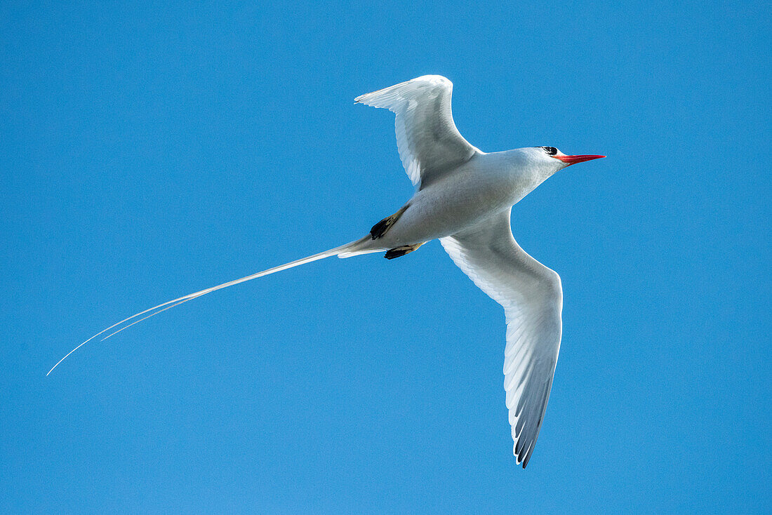 Ecuador, Galapagos-Inseln. Rotschnabel-Tropikvogel im Flug.