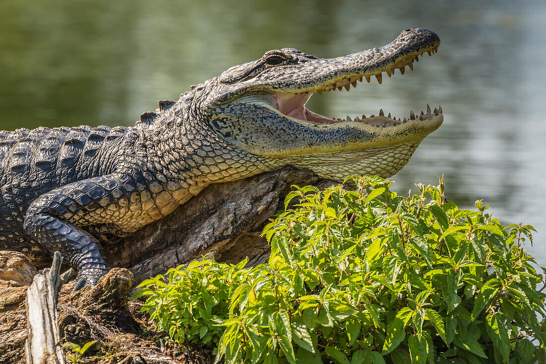 USA, Louisiana, Atchafalaya National Heritage Area. Alligator sonnt sich auf Baumstamm