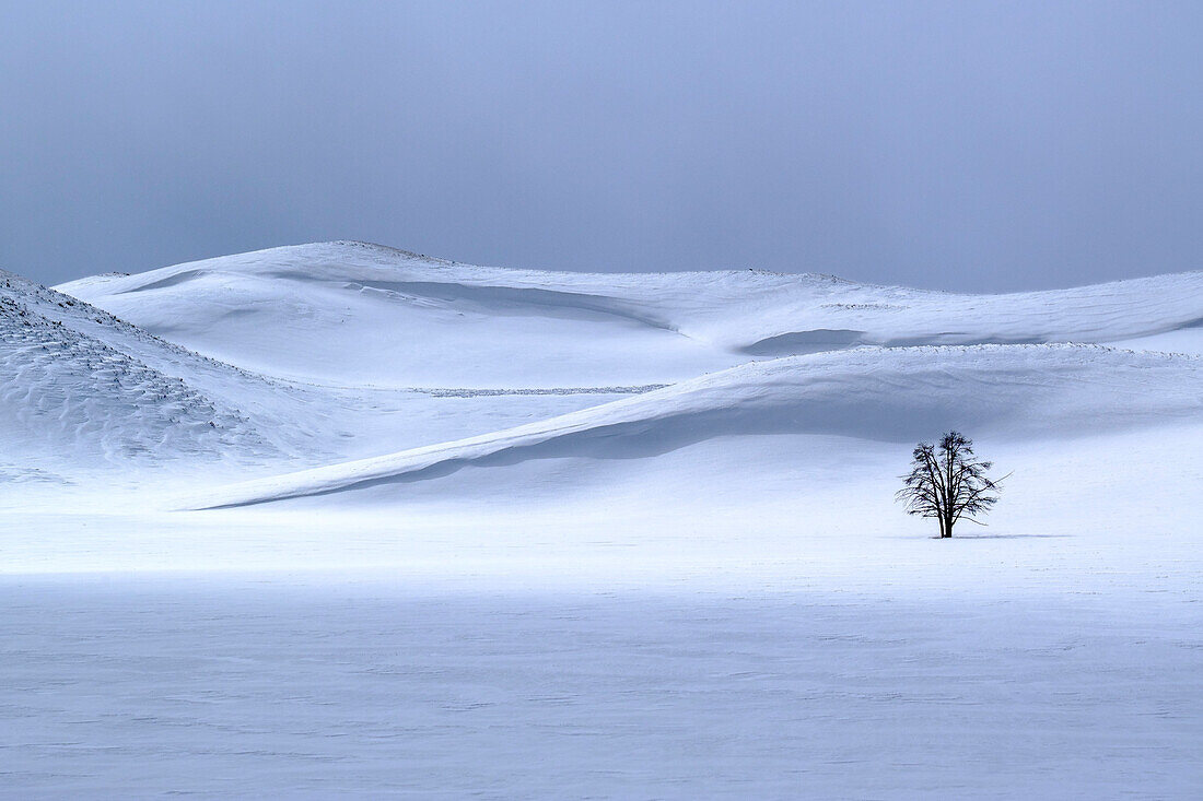 USA, Yellowstone National Park. Lone tree in winter.