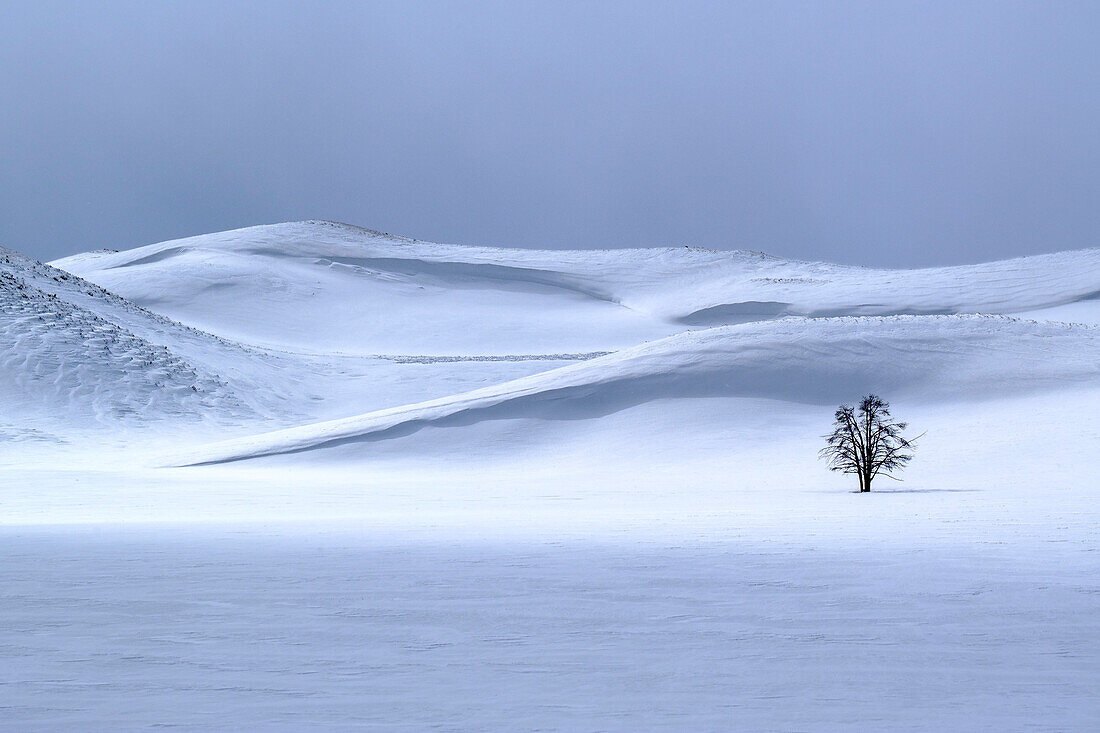 USA, Yellowstone-Nationalpark. Einsamer Baum im Winter.
