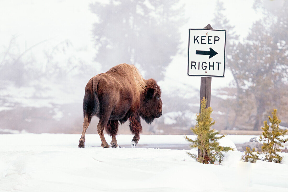 Buffalo looking for Direction. Yellowstone National Park. Wyoming.
