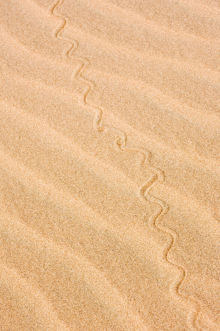 Afrika, Nordwestliches Namibia, Kaokoveld. Reptilienmuster auf einer Sanddüne.