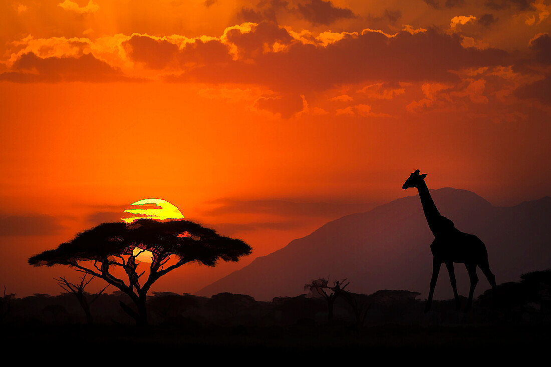 Kenia, Amboseli-Nationalpark. Abstrakter Sonnenuntergang mit Silhouetten von Giraffen- und Akazienbäumen.