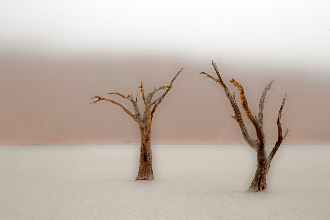 Afrika, Namibia, Namib-Wüste, Namib-Naukluft-Nationalpark, Sossusvlei, Dead Vlei. Uralte Kameldornbäume (Vachellia erioloba) im Nebel im Dead Vlei.