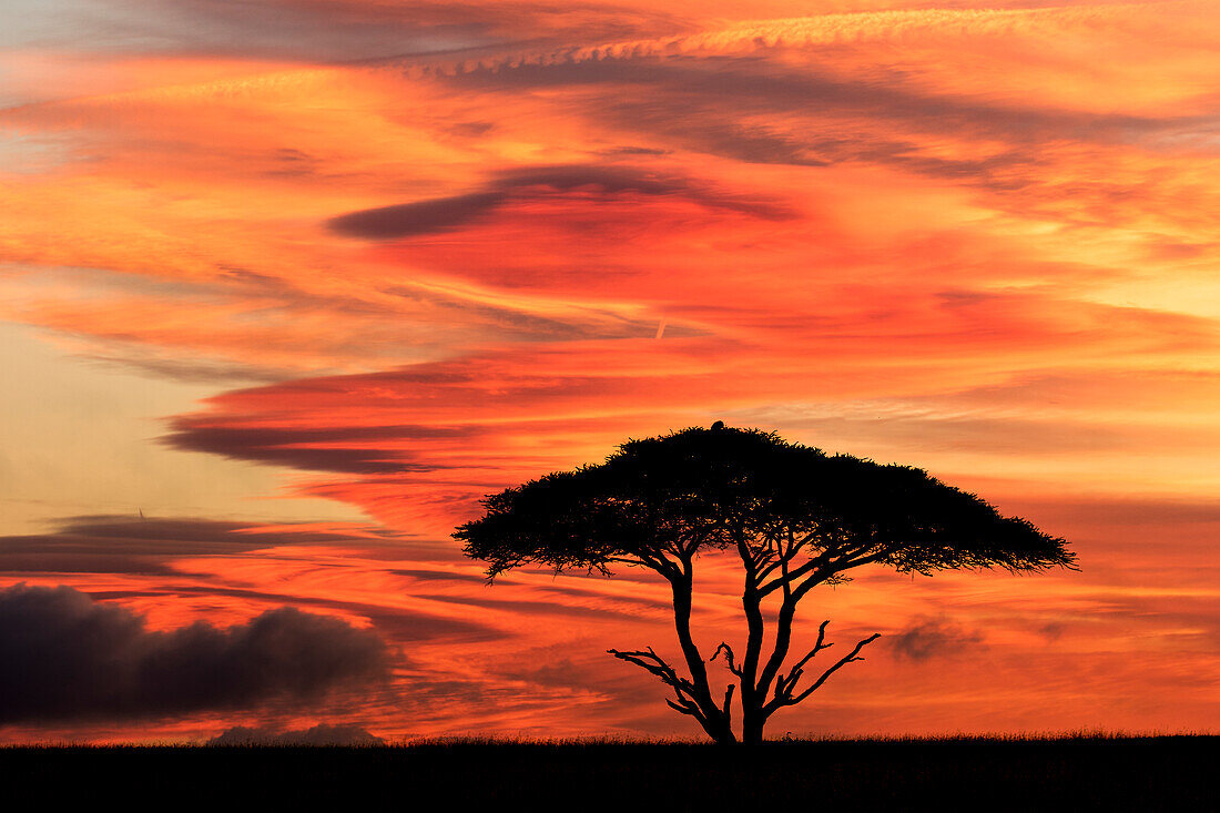 Acacia tree at sunset, Serengeti National Park, Tanzania, Africa