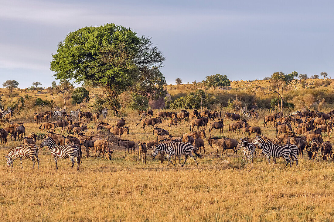 Afrika, Tansania, Serengeti-Nationalpark. Zebras und Gnus auf Ebene
