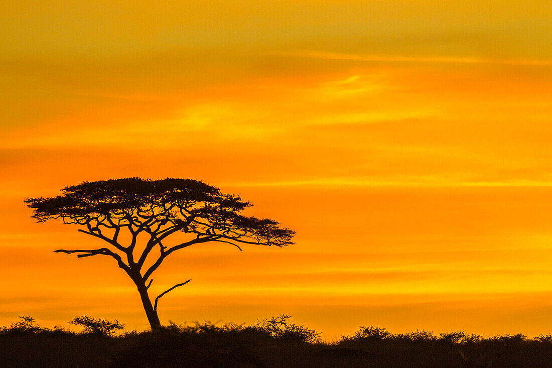 Africa, Tanzania, Serengeti National Park. Acacia tree silhouette at sunset