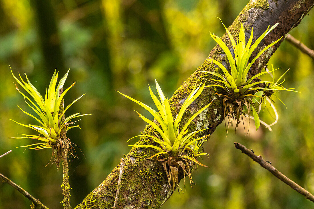 Caribbean, Trinidad, Asa Wright Nature Center. Bromeliads growing on tree