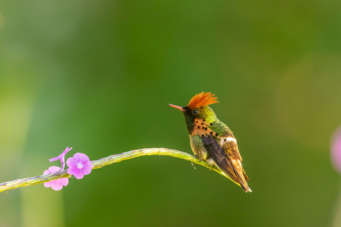 Caribbean, Trinidad, Asa Wright Nature Center. Male tufted coquette hummingbird and vervine flower