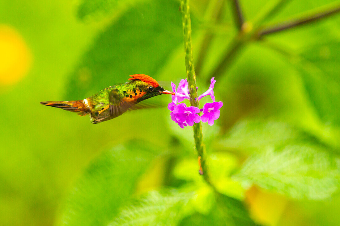 Caribbean, Trinidad, Asa Wright Nature Center. Female tufted coquette hummingbird feeding