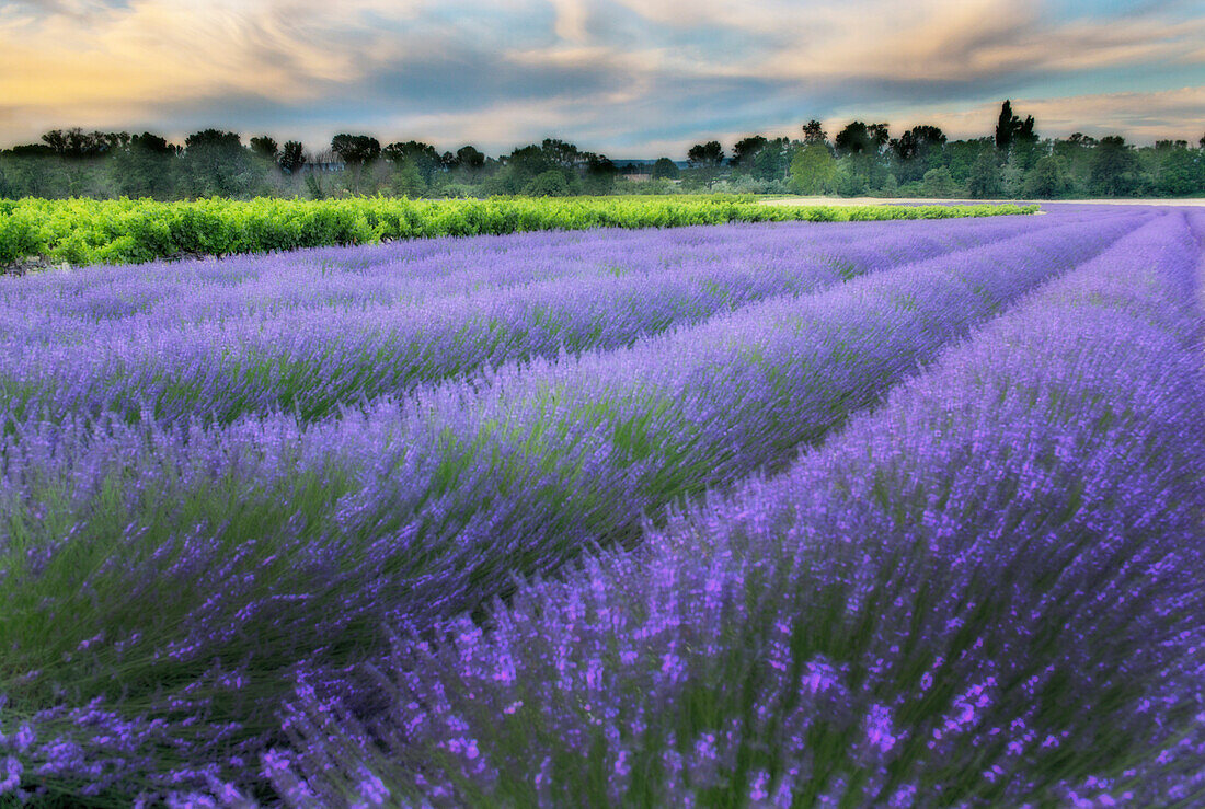 Lavendelblüte in der Nähe von Sault in Südfrankreich