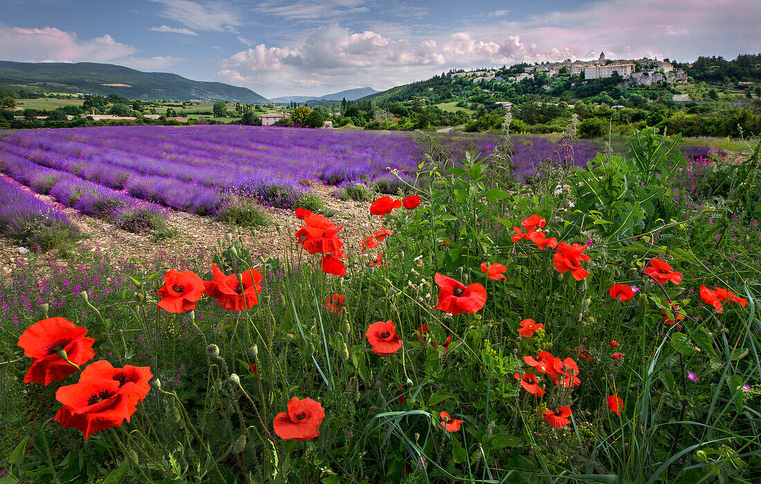 Lavendelblüte in der Nähe von Sault in Südfrankreich