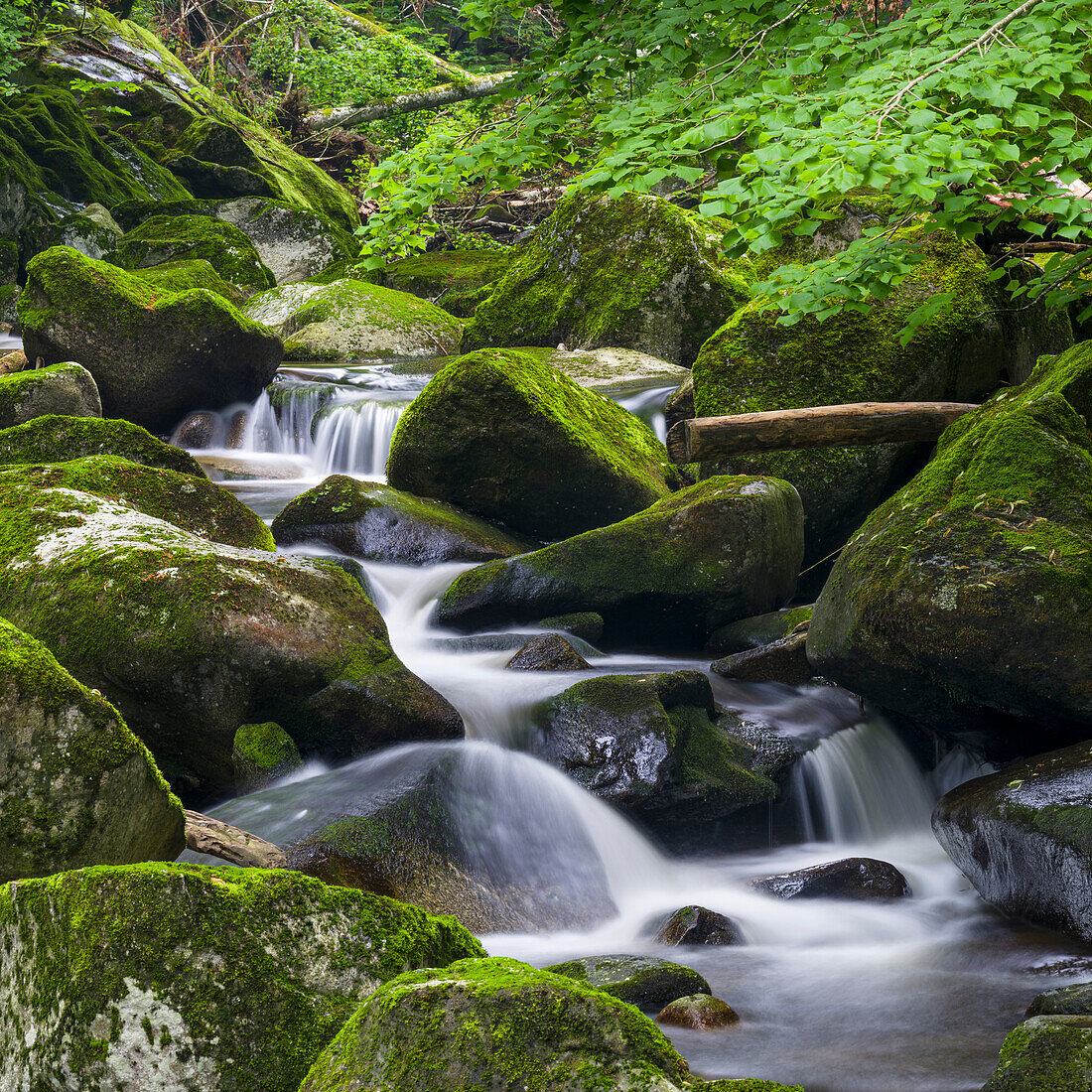 Valley of river Wolfsteiner Ohe (Buchberger Leite) in the Bavarian Forest. Europe, Germany, Bavaria