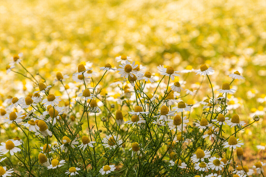 Field of chamomile.