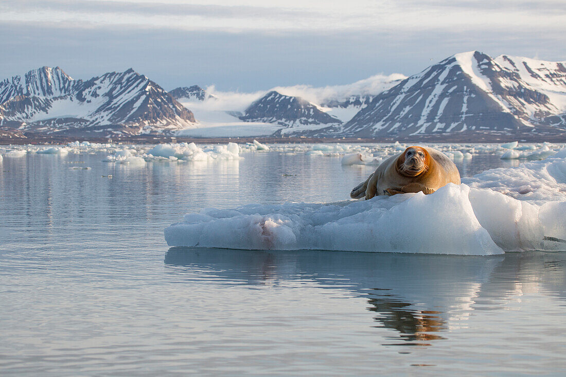 Norwegen, Spitzbergen. Bartrobbe ruht auf Eis