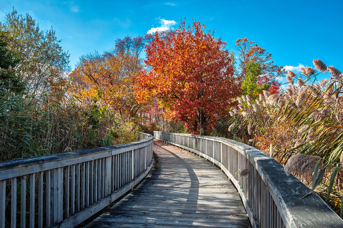Wooden boardwalk in the autumn
