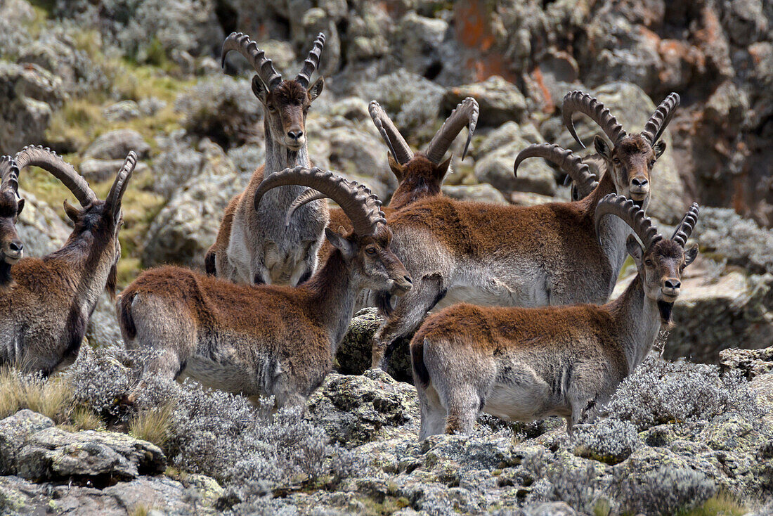 Afrika, äthiopisches Hochland, West-Amhara, Simien-Mountains-Nationalpark, Walia ibex, (Capra Walie). Gruppe von Walia-Steinböcken.