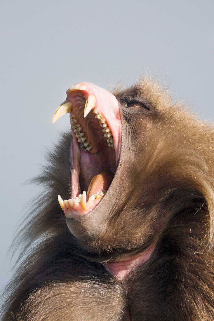 Afrika, äthiopisches Hochland, West-Amhara, Simien-Mountains-Nationalpark, Gelada-Affe (Theropithecus gelada). Gelada-Affe, der seine Zähne zeigt.